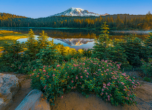 Wildflower Reflection