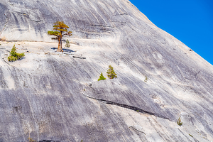 Granite Tree