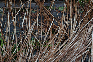 Rustic Woodland Floor