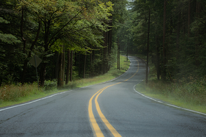 Emerald Canopy Road