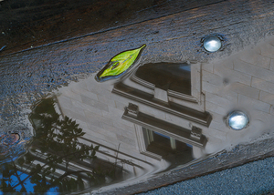 Leafs Reflected World