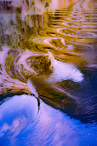 Liquid Gold and Lavender