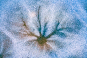 Frozen Dendritic Bloom