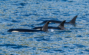 Orca Pod