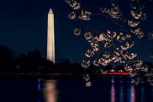 Washington Monument Blossums