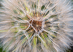 Dandelions Delicate Starburst