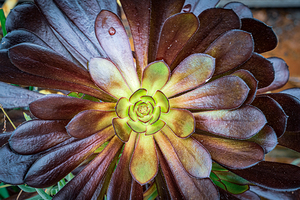 Aeoniums Dark Rosette Bloom