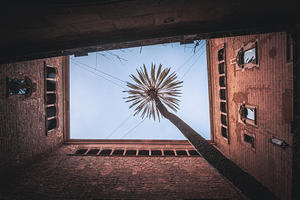 Barcelonas Skyward Palm Embrace