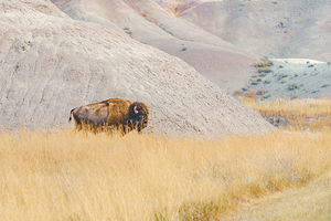 Lone Bison