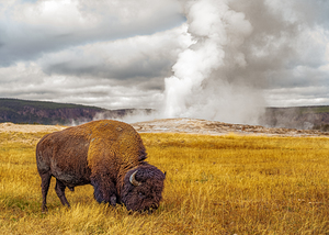 Old Faithfull Buffalow