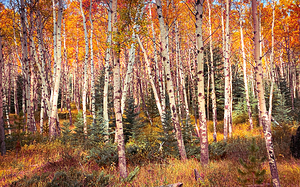 Jasper Aspens