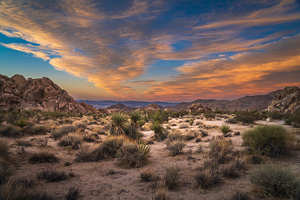 Joshua Tree Sunset