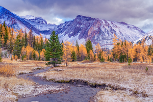 Larch Valley