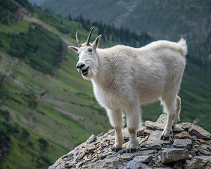 Laughing Mountain Goat