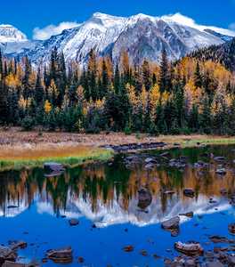 Larch Valley