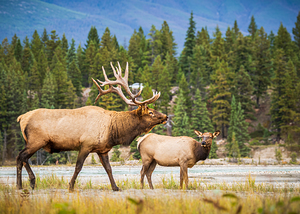 Bugeling Elk