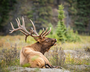 Sitting Elk