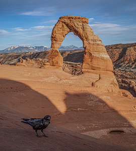 Delicate Raven