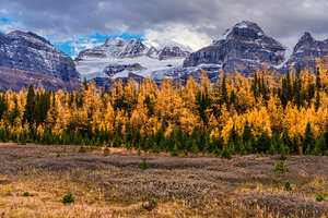Larches Day