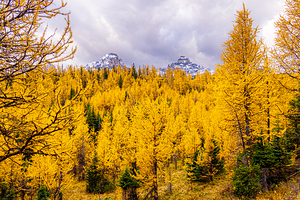 Larch Valley Gold