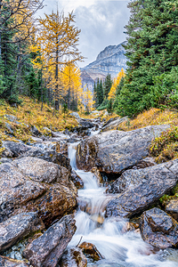 Larch Valley