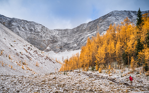 Kananaskis Larches