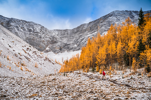 Larch Valley