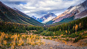 Larch Valley