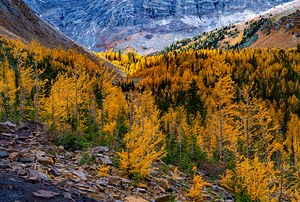 Pocaterra Larches