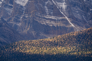 Golden Larches Banff