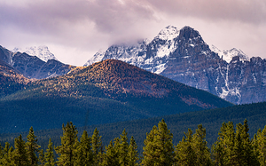 Banff Larches