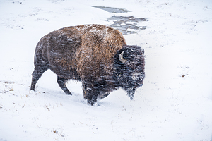 Snowy Buffalo II