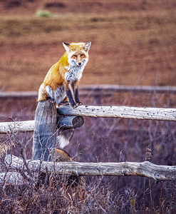 Watchfull Fox