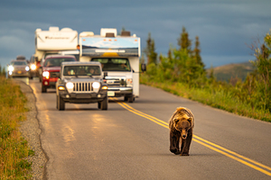 Bear Poparazi