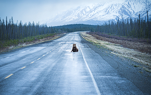 Bear Break