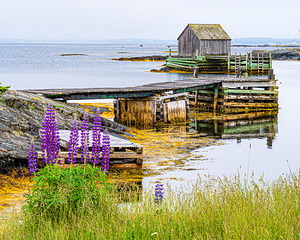 Blue Rocks Lupin