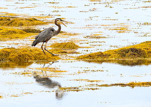 Blue Rocks Heron