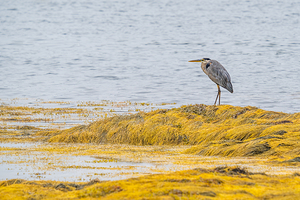 Blue Rocks Heron II