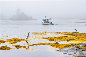 Vigilant Fishers