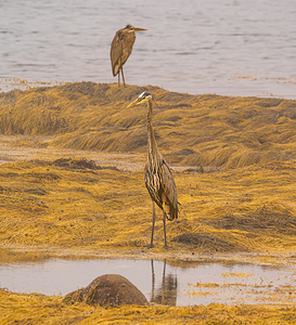 Blue Rocks Heron Couple