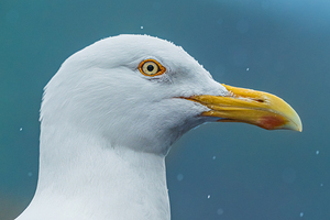 Bird Eye
