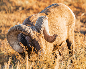 Bighorn