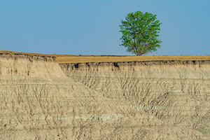 Badlands Tree
