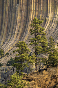 Devils Tower Tree