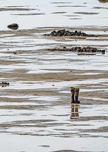 Clam Digger