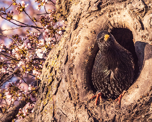 Quisitive Starling