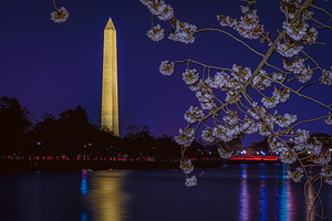 Nighttime Washington Cherry Blossoms