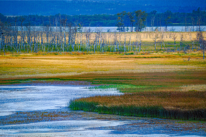 Waterton Lakes Marsh