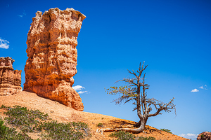 Tree and Tower