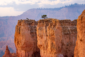Bryce 